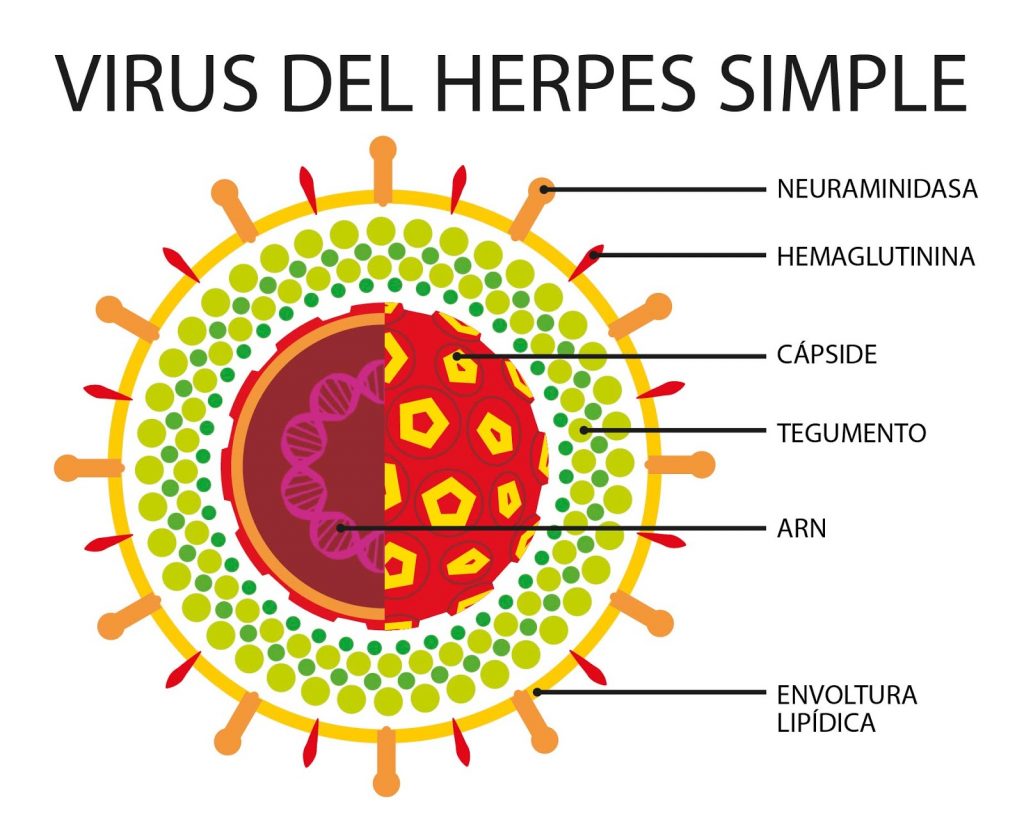 virus herpes simple estructura